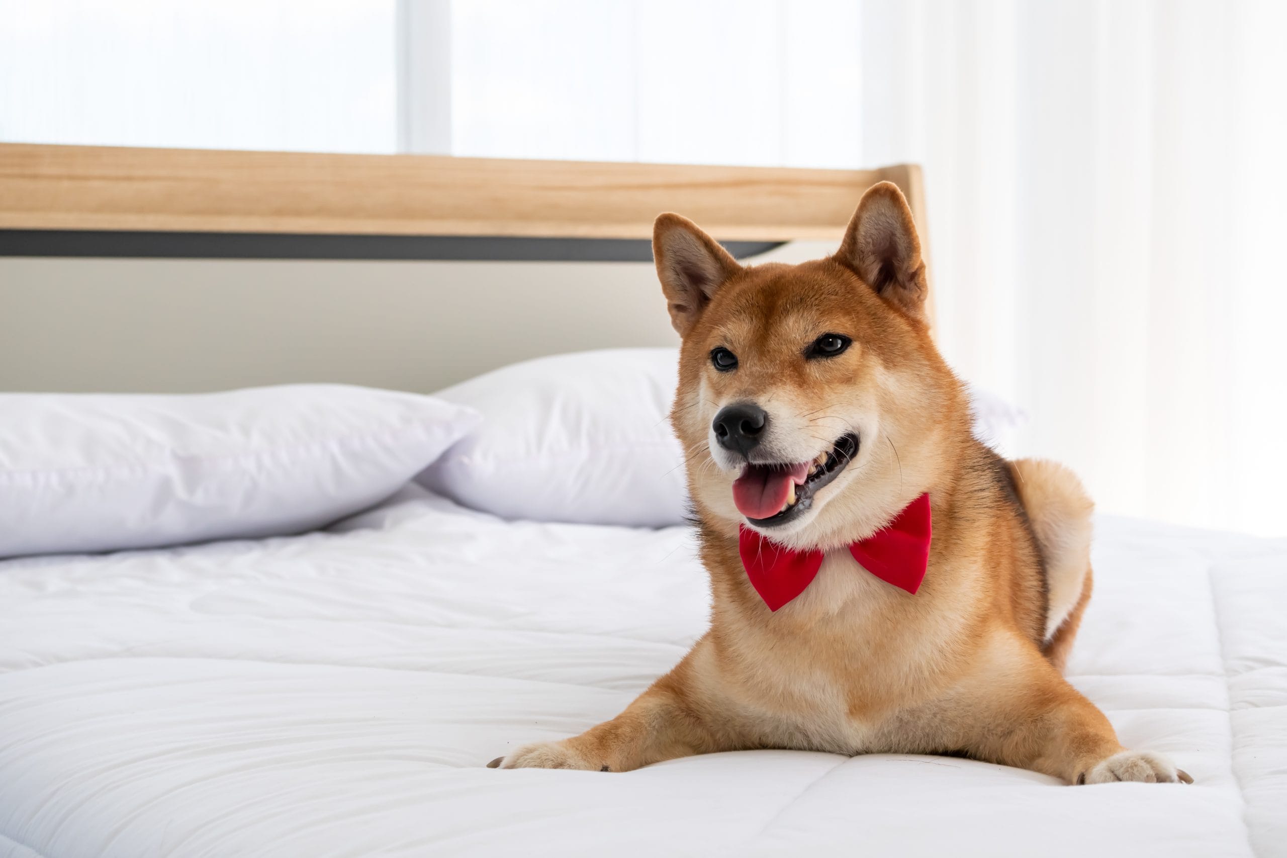 the-business-boom-behind-pet-friendly-spaces