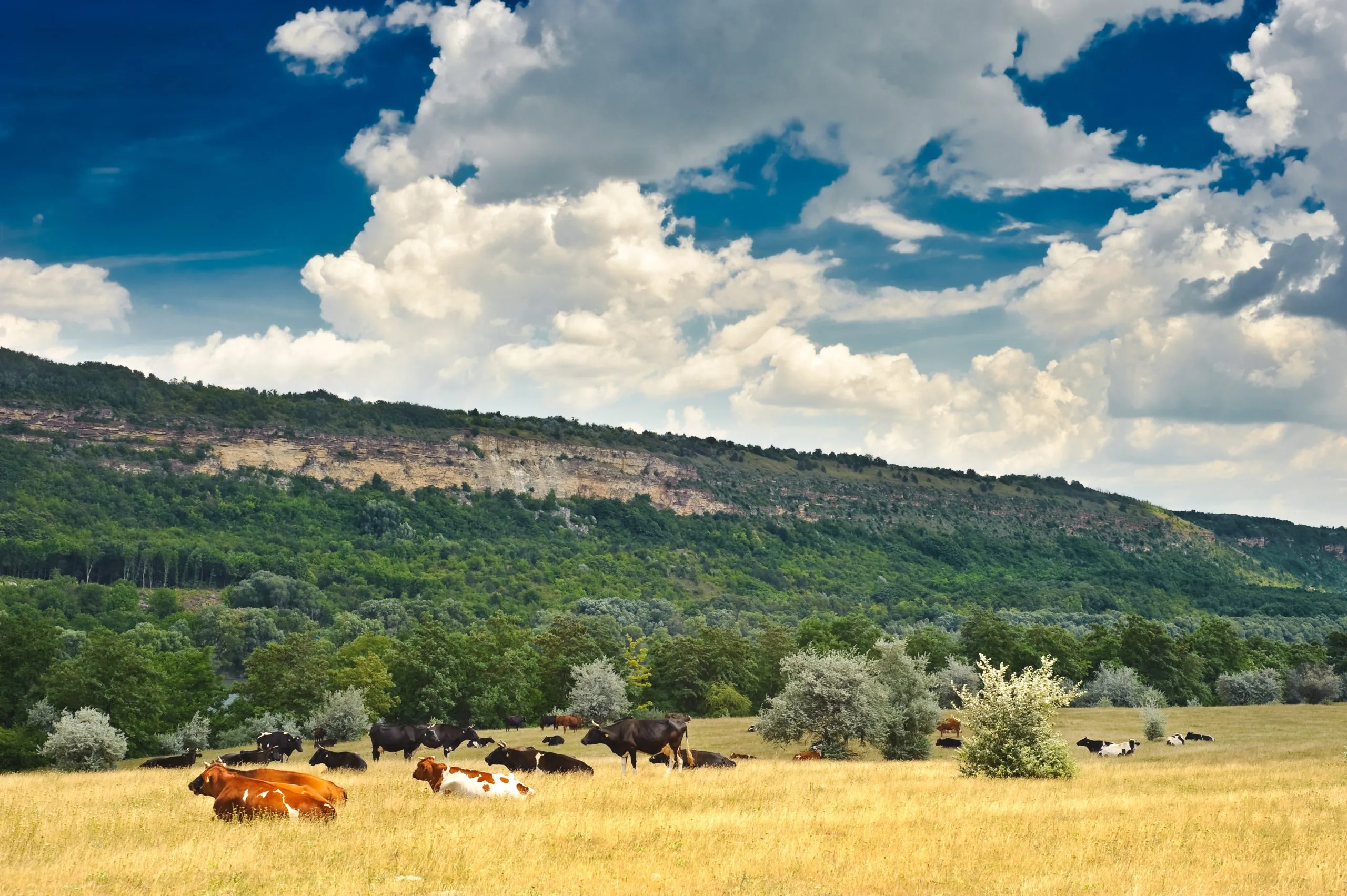 ranchers-are-using-direct-shipping-to-protect-margins
