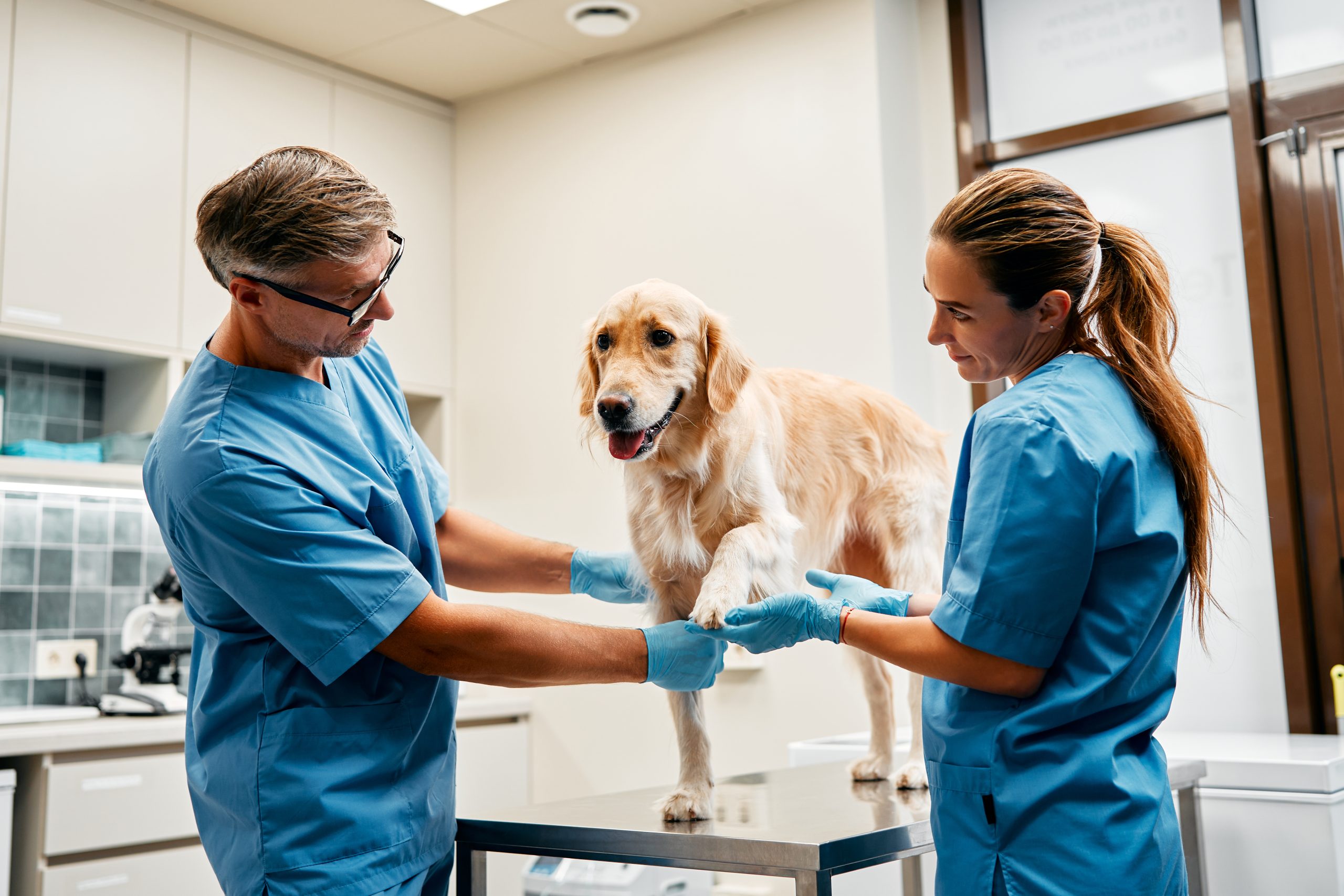 veterinary-clinics-are-becoming-prime-acquisition-targets