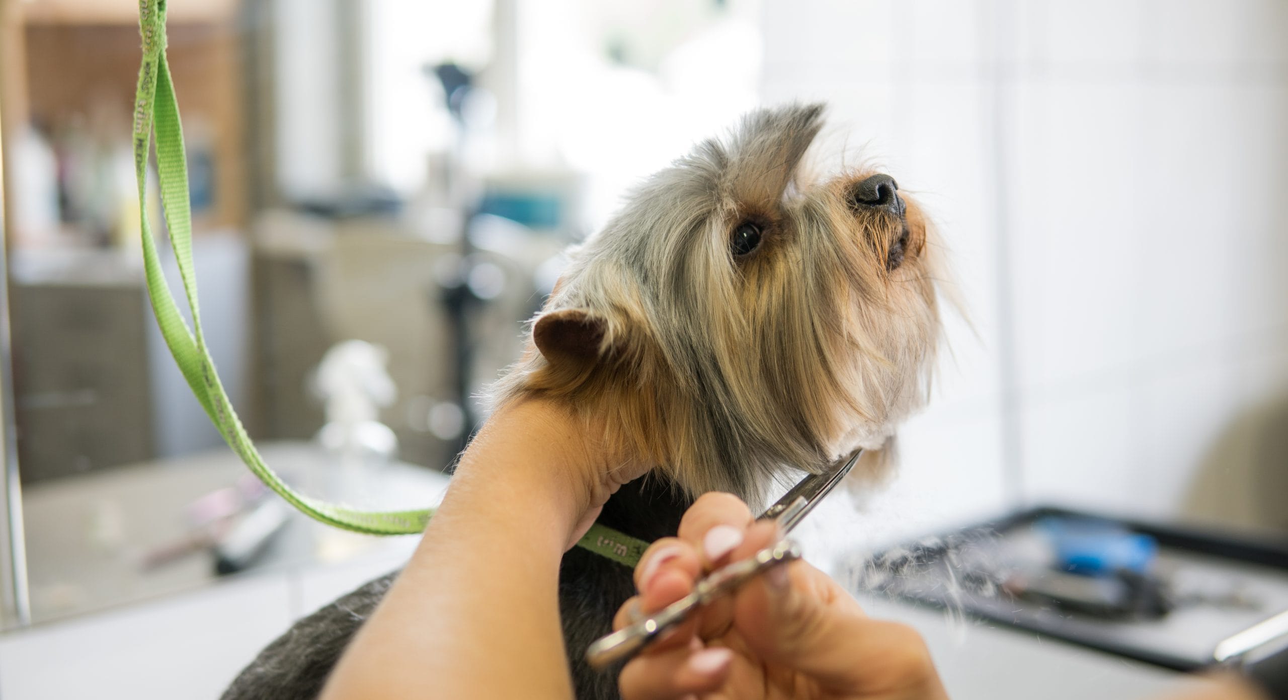 mobile-pet-grooming-commands-premium-prices