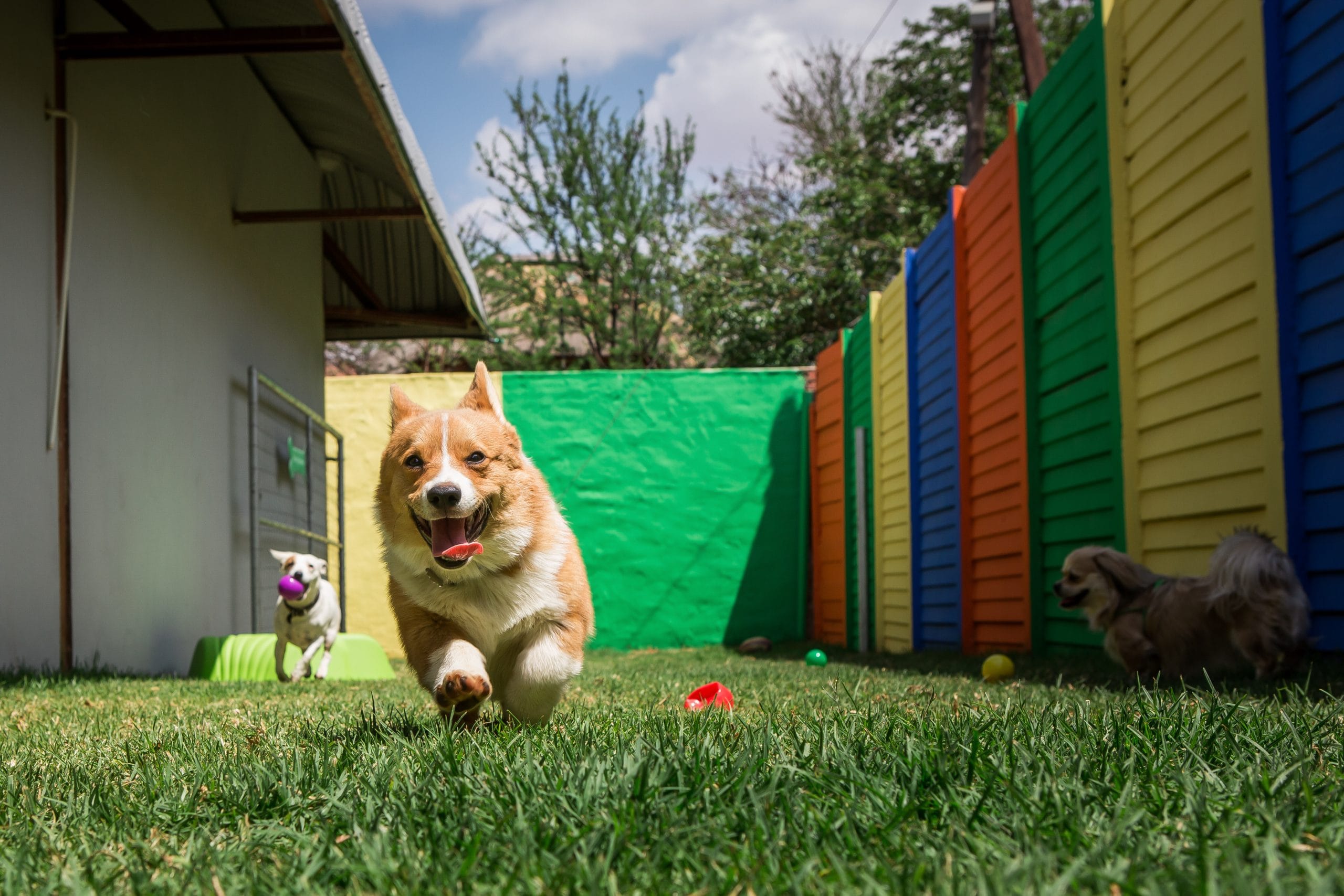the-growing-market-for-pet-daycare-and-boarding-businesses