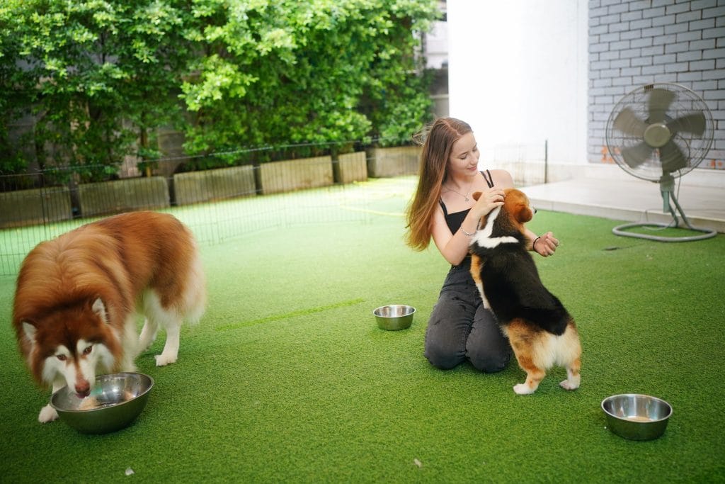 Pet Daycare